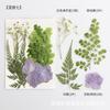 Fábrica de Fuente de Rapsodia [Kit de Materiales para Repujado] Clase de Manualidades DIY Kit de Materiales de Flores Prensadas Especímenes de Plantas Flores Secas