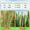 Insecticida Greenleaf para Pulgones, Clorofenpiridín, Clorfluazurón para Col, Trigo, Trips, Pulgones, Cicadélidos Verdes y Mosca Blanca
