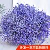 Yunnan Kunming Dounan Céu Estrelado flores secas naturais pesando Jin vendendo buquê grande de sala de estar fresca para decoração de casa frete grátis
