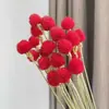 Flor de Fresa Roja Eterna, Flor Seca Natural, Adorno Decorativo para Sala de Estar, Regalo de San Valentín o Cumpleaños