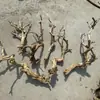 Galho de Árvore Decorativo em Forma de Galho de Madressilva Descascado Tronco Galho Tronco de Árvore Morta Tronco Osso de Dragão Árvore de Paisagismo Raiz Dominante Árvore de Pescoço Torto