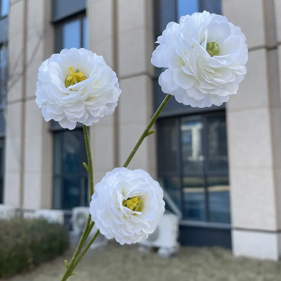 3头特慧丁香花-白色.JPG