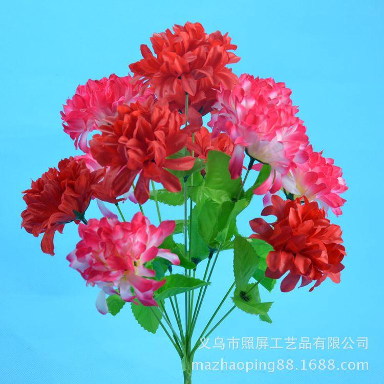 12头爪菊5