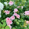 Plántulas de Rosas Fragantes de Una Pieza Envío Directo Reina Sueca Floración Abundante de Flores de Rosa en Todas las Estaciones Flores en Maceta