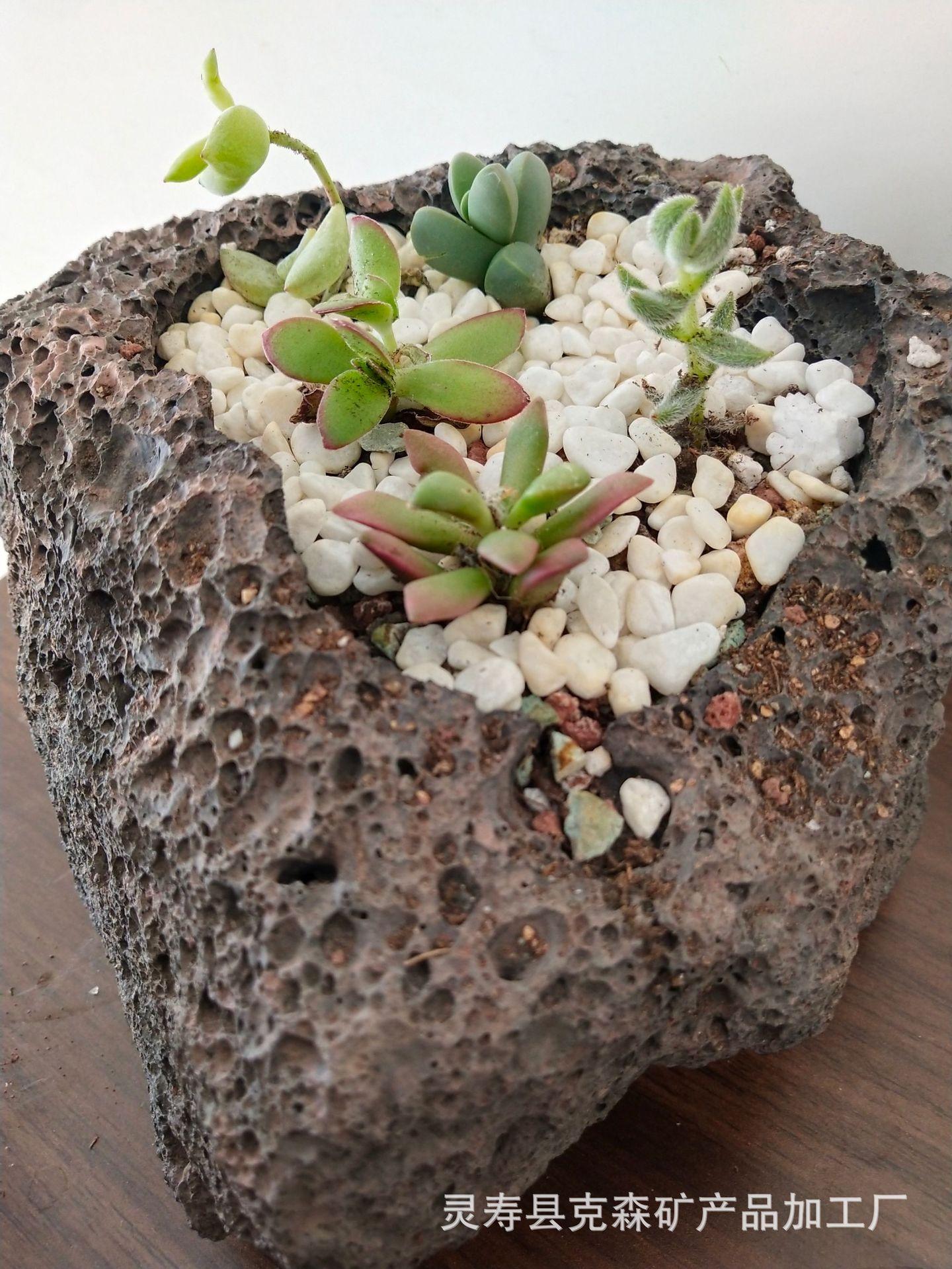 火山石多肉 (33)