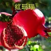 Árbol Joven de Granada Ácida Enana, Semilla Suave Tunecina, Semilla Suave Huidong, Lintong, Robe Rojo Grande de Sichuan, Brote de Árbol de Granada Ácida Enana, Semilla de Huidong sin Semillas