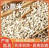 Venta al por mayor de semillas de cebada cruda frescas en grandes cantidades, incluyendo variedades de las provincias de Guizhou y Yunnan, así como otros granos y cereales. También hay disponibles semillas pequeñas de cebada y granos gruesos, directamente del fabricante