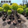 Árbol Lollipop Brillante de Ligustro con Forma de Corazón Árbol de Cera de Sichuan y Yunnan Ciprés Azul Hielo Flor Luminosa de Limón Planta Espejo Planta en Maceta