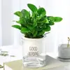 Planta Verde de Interior Bonsai de Jade, Jiboia Verde, Remove Formaldeído, Planta Verde de Mesa para Sala de Estar, Sempre Verde o Ano Todo, Purifica o Ar