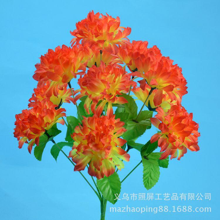 12头爪菊15