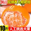 Mandarinas Frescas, Naranjas de Primavera, 5 kg de Frutas de Temporada, Caja Entera de Mandarinas