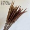 [50 cm curto pequena coleta de poeira] pequeno Reed pequeno pó pampas grama Amazon fornecimento de comércio exterior