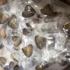 Aspira almeja pequeña una almeja una perla AAA perla real color mixto Los pedidos de comercio exterior se pueden hacer según los requisitos de Beckham