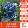Venda de mudas de mirtilo por drop-shipping, mudas de mirtilo para plantio em vasos e no solo, mudas de frutas com frutos grandes, adequadas para plantio tanto no norte quanto no sul, olho de coelho verde