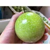 No. 9 Dulzura Pura de Maracuyá 5 kg Fruta Fresca de Temporada Caja Entera Recién Recogida Fruta Huevo de Piel Amarilla Envío Gratis Vía Sf Express 5