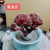 Entrega BásicaBonsai de Ganoderma Atmosférico e de Alta Qualidade Item de Presente Planta de Mesa Purifica o Ar Planta de Acúmulo de Virtude