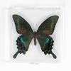 Adorno de mariposa real, alas de mariposa real, regalo de cumpleaños creativo para estudiantes, caja transparente