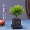 Planta Bonsái Miniatura de Nanmu Rojo, Planta Verde de Fácil Cuidado para Escritorio de Oficina, Adecuada para Todas las Estaciones
