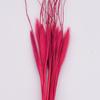 Cristal de grama seca buquê de flores planta Pennisetum arranjo de flores material sala de estar mesa eterna flor ornamentos atacado