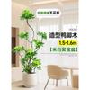 Planta en Maceta Grande de Interior de la Planta Perenne Schefflera Arborvitae para la Sala de Estar, Diseño de Pie