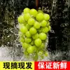 Uvas Rosas Sunshine Autênticas Fruta Fresca 2,5kg Uvas Qingwang Sem Sementes Uvas Verdes Aromáticas Sazonal Caixa Inteira