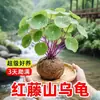 A planta Acanthopanax é fácil de cuidar, adequada para plantas de vaso em varandas internas, uma planta verde folhosa trepadeira, também conhecida como 'Tartaruga de Uma Folha' ou 'Tartaruga Dourada', disponível com bulbos para cultivo hidropônico