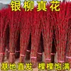 Salgueiro Prateado Flor Real Galho Fresco Flor Seca Ornamento Planta Verde Hidropônica de Interior Ano Novo Balde Vermelho da Sorte Flor Atrai Sorte Véspera de Ano Novo Planta em Vaso