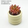 Bonsái de Planta Verde Nórdica Flor Falsa Decoración de Interior Decoración de Escritorio Biónica Suculenta Pequeña Planta en Maceta