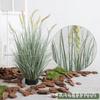 Conjunto de Plantas Verdes Biônicas Setaria Grama Cebola Grama de Juncos Simulação Planta em Vaso Interna e Externa Rede de Internet Janela para Foto Paisagismo