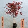 Envío Directo Bambú Nandina Maceta Hoja Roja Tianzhu Flor Grande Plántula Hidropónico Llama Montón Viejo Bonsái Planta Frutal Fruta