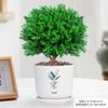 Evergreen Interior Balcón Patio Escarcha Plantas En Maceta Son Fáciles de Mantener y Viven en Escritorio Bonsái Verde Plantas Verdes Pinos