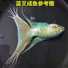 Pez Betta Chino Pez de Agua Fría Cola de Forca Común Fácil de Criar Pez Ornamental Cola de Forca Azul Fuego Australiano No Necesita Cambiar el Agua Alevín de Pez Betta Chino Cola de Forca Común Gigante