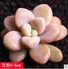 Combinación de Suculentas en Maceta, Lithops, Adornos de Jade, Flores de Jardín Exterior Venta Directa, Paisaje de Patio