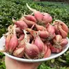 Plantio especializado de cebolinha de Sichuan, bulbos de cebola roxa com brotos, cebola de fogo em vaso, cebola amarela, mudas de cebola de quatro estações, extração de óleo de cebola, bulbos de cebola secos