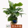 Banyan de agua Mini pequeño banyan de agua pequeño banyan banyan de doble cabeza mediano banyan dorado hierba acuática vivo mayoreo paisajismo de acuario hierba acuática real
