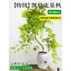 Planta Verde de Arce Dorado Fluyente en Maceta Bonsái de Interior Tocón Viejo Planta de Escritorio de Oficina Fácil de Cuidar Todas las Estaciones Arce Zen