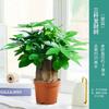 Árvore de dinheiro grande sala de estar vaso grande planta verde flores gamão interior planta verde bonsai purifica o ar