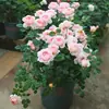 Plántulas de Flor Rosa Reina Sueca Maceta Balcón Patio Todo el Año Flores Extra Grandes Plantas de Flor Fragante Plántulas de Rosa