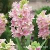 Bulbos de jade com fragrância tardia e flores de corte multicoloridas, fragrância forte para pátio, varanda, ambiente externo, fragrância noturna, bulbos perenes, flores o ano todo