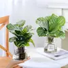 Plantas hidropónicas fáciles de cultivar en interiores Calathea Manzana Verde planta verde planta en maceta adecuada para todas las estaciones sala de estar escritorio de oficina hojas grandes tolerante a la sombra