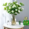 Mudas de jasmim em vasos, plantas que florescem em todas as estações, pétalas duplas de jasmim, plantas com flores de fragrância forte, jasmim branco para sala de estar e varanda