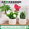 Las plantas en maceta son fáciles de cuidar en las salas de estar interiores.; plantas verdes hidropónicas, bonsáis creativos, plantas de la suerte, plantas pequeñas en maceta y árboles de la fortuna son todas excelentes opciones