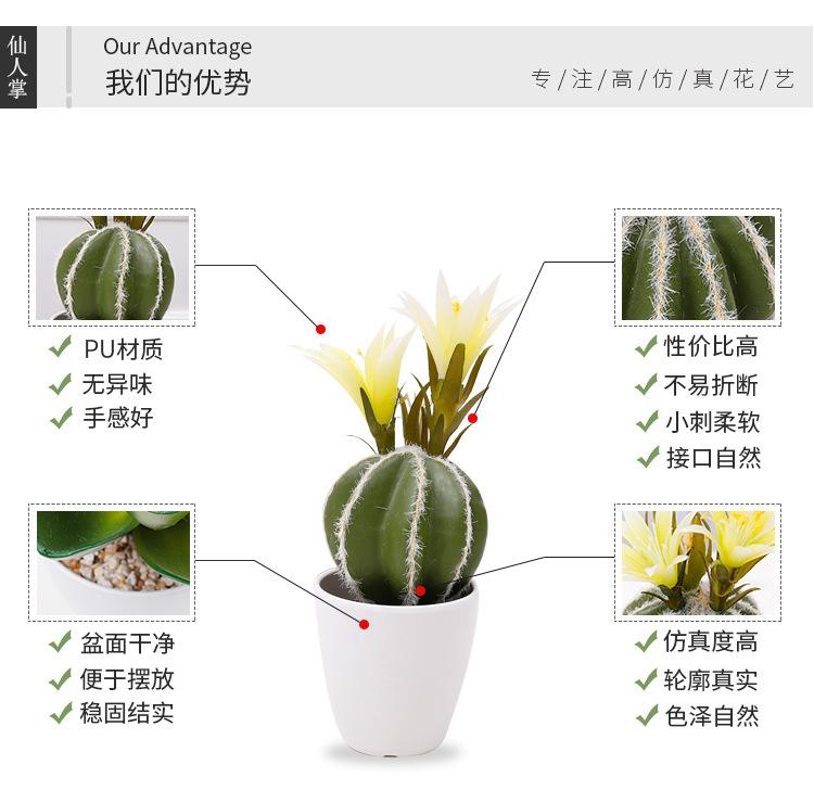 仙人掌小盆栽_03.jpg