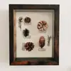 Caixa para Espécimes 3D Vazada Retrô Madeira Envelhecida Sementes de Plantas Flores Secas Insetos Moldura Quadro de Fotos DIY
