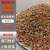 Cebo de pesca para carpas grandes, polvo de carne de caracol, 500 g, olor a pescado, cebo base, venta al por mayor