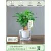 Árbol del Dinero Maceta Flores, Sala de Estar, Casa Próspera, Plantas Verdes, Fácil de Cultivar en Todas las Estaciones, Árbol del Dinero, Plantas Hidropónicas de Escritorio para Oficina