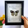 Marco de Fotos Negro Hueco Tridimensional Estilo Europeo 2cm de Profundidad Caja de Exhibición de Espécimenes de Mariposa Autoensamblaje Marco Vacío DIY Mesa o Colgante de Pared