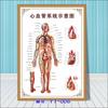 Diagrama esquemático del sistema anatómico visceral humano. Póster médico de pared con diagrama de la estructura del corazón y los órganos humanos.