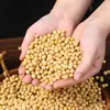 Nueva cosecha de soja de granjas del noreste, sin OGM, alta en proteínas, especialmente diseñada para hacer leche de soja, granos regordetes, granos enteros