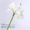 Flor Simulada Tacto Clivia Amaryllis Decoración Suave Diseño Arreglo Floral Decoración de Boda Decoración Estudio Fotográfico Venta Directa de Fábrica